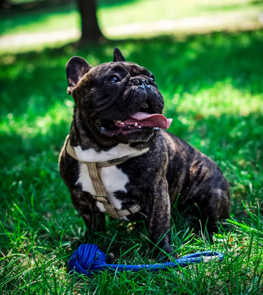 Bowl and Bone Active Beige Dog Harness