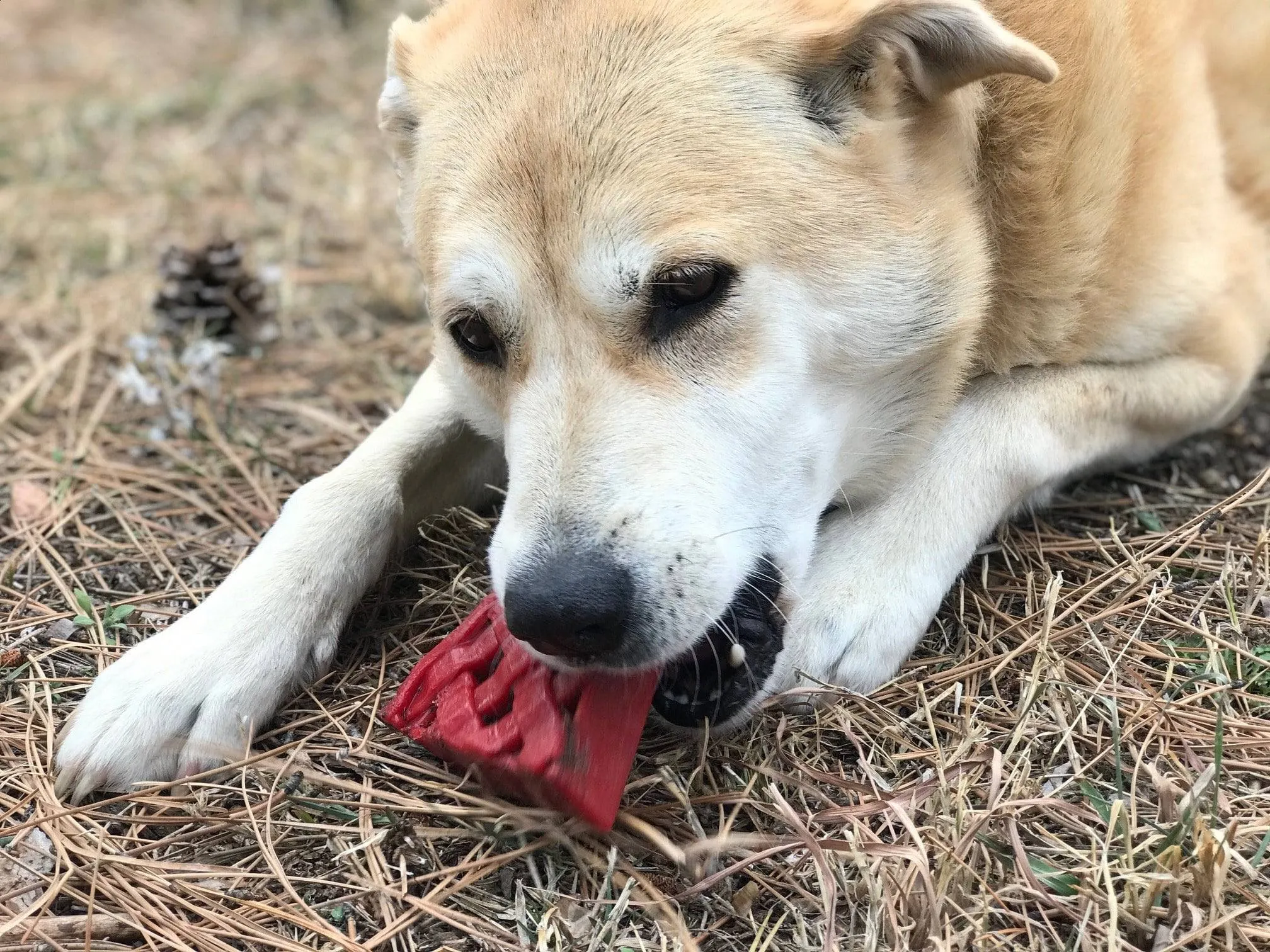 Cherry Pie eChew Ultra Durable Nylon Dog Chew Toy and Treat Holder