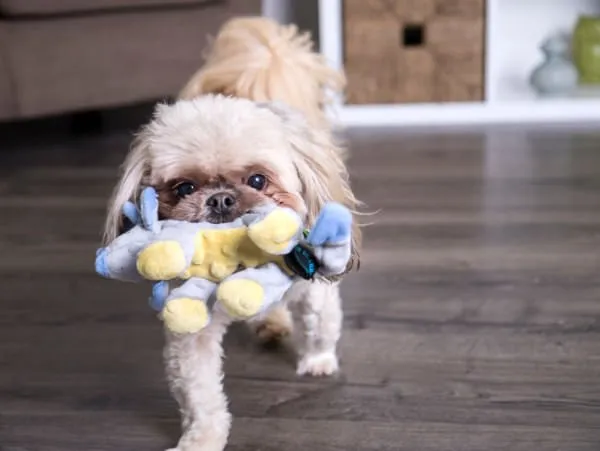 Dinos Frills Triceratops Dog Toy