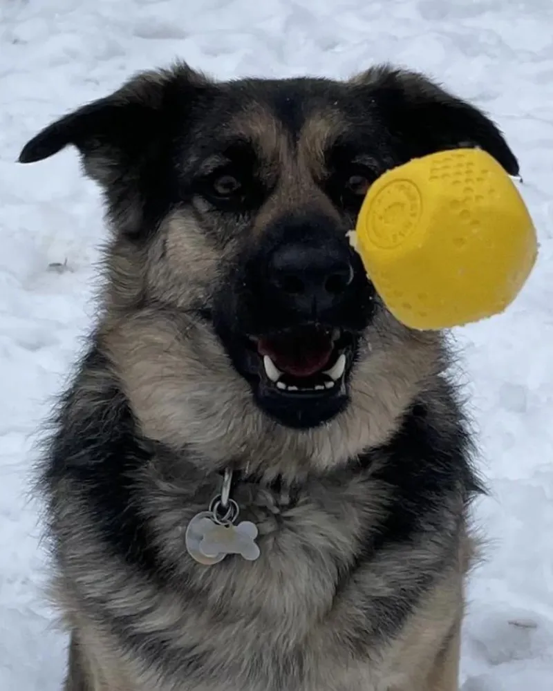 Durable Bouncy & Floating Hive Dog Ball (Made in the USA) (FINAL SALE)