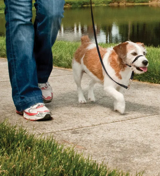 Easy Walk® Headcollar