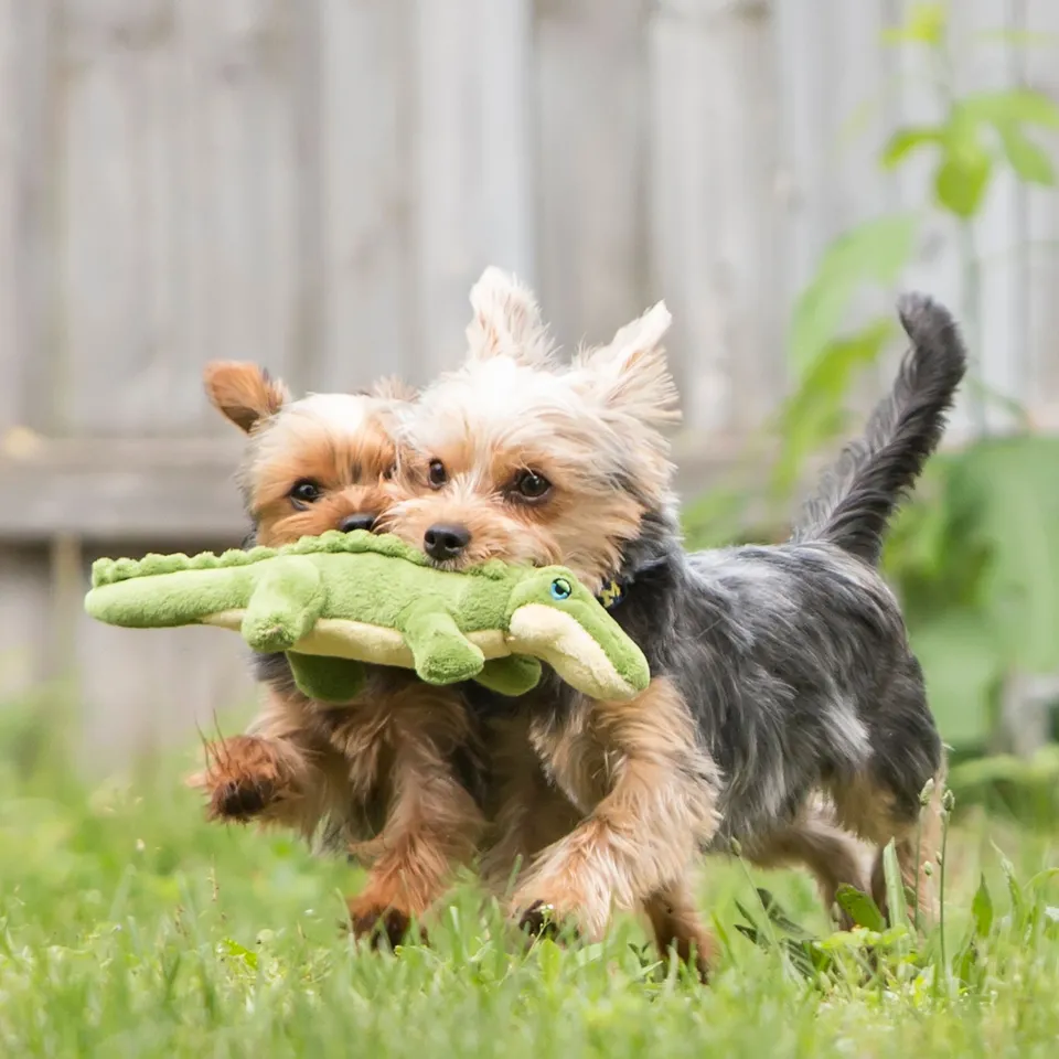 Fluff & Tuff Savannah Baby Gator Plush Dog Toy