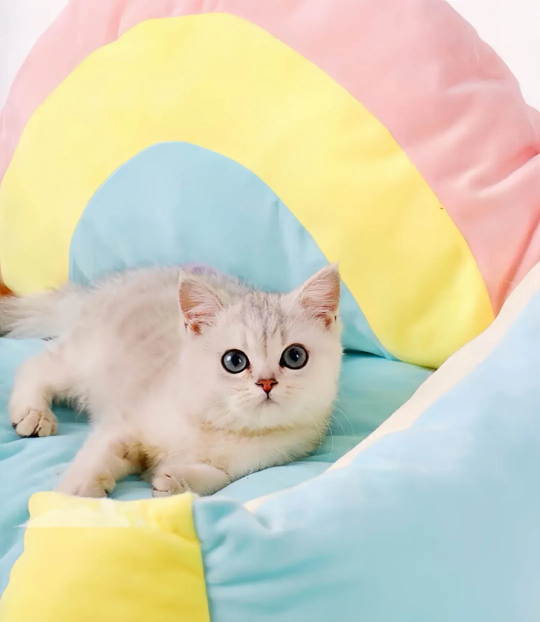 Rainbow Large Cat Bed Dog Bed