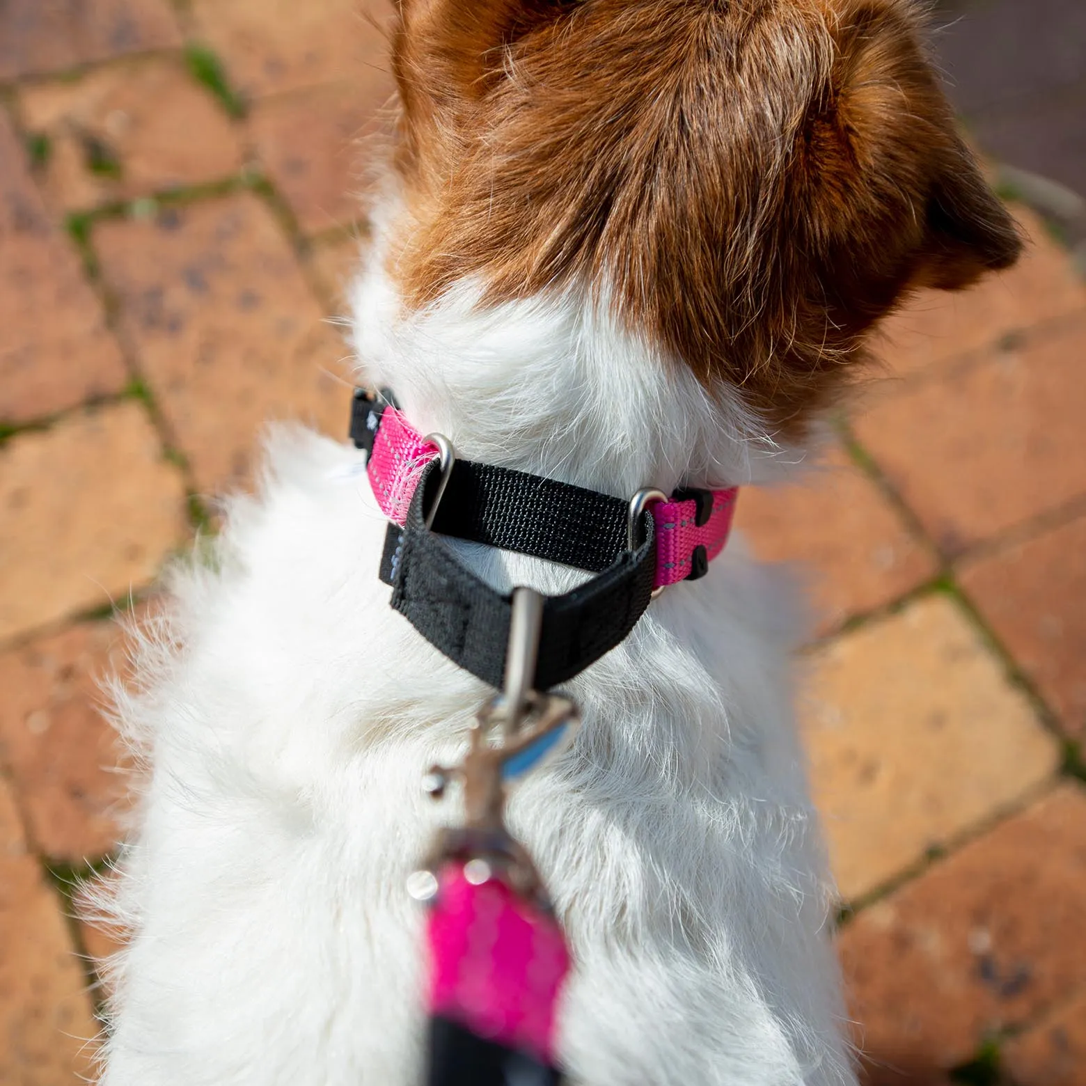 Rogz Control Web Collar Red Extra Large***